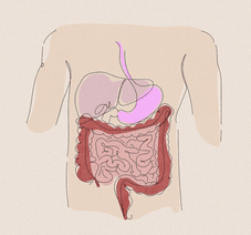 Illustration of a person's digestive system and gut.
